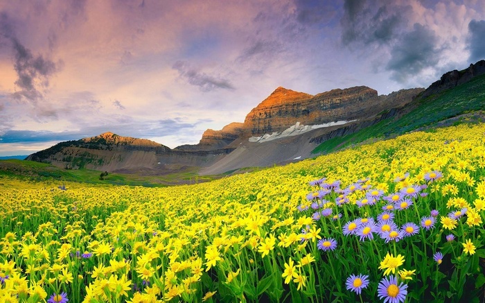 Field of yellow and purple flowers with mountains and sky