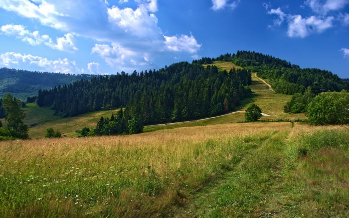 Grassy hill with a path leading up a forested mountain