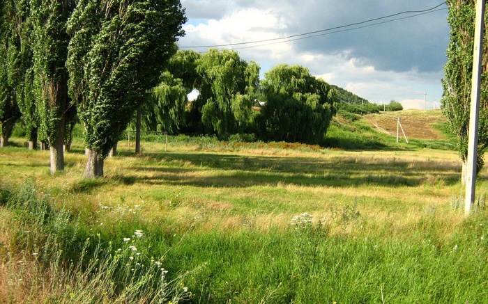 Tall trees and a grassy field with a hill