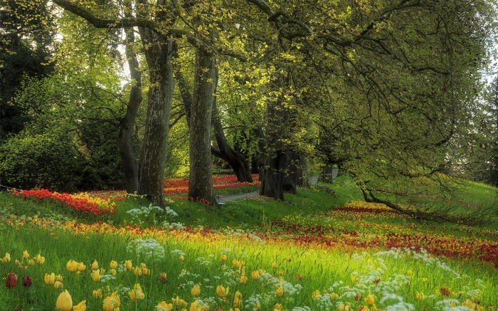 A sunlit meadow with trees and colorful tulips
