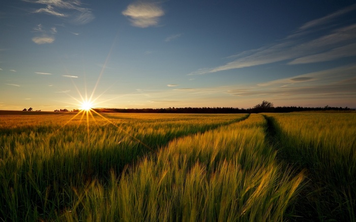 Sunset over a wheat field with a path