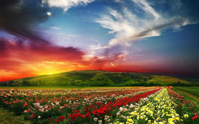Field of colorful roses at sunset with rolling hills