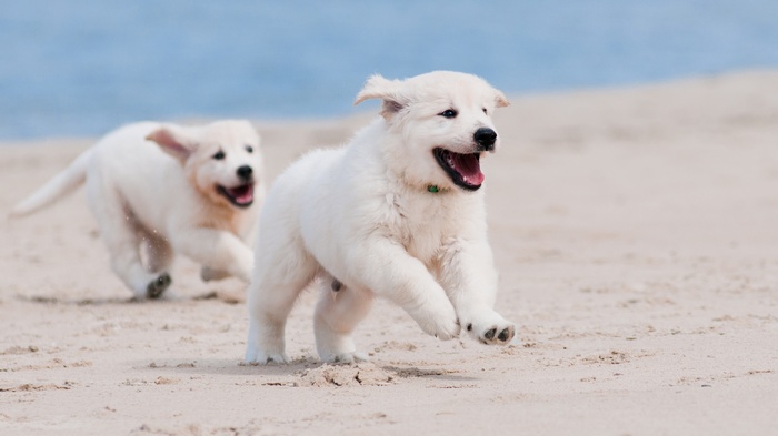 Two white puppies running on a sandy beach
