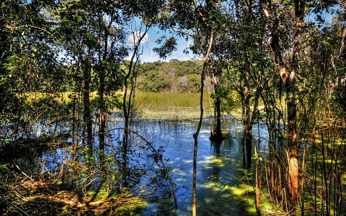 Swampy forest with trees and water