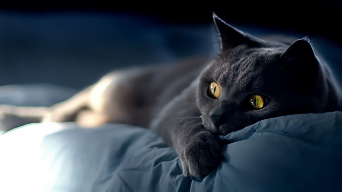 Gray cat with yellow eyes lying on a blue surface