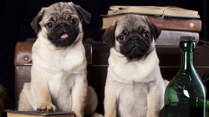 Two pugs sitting with vintage items