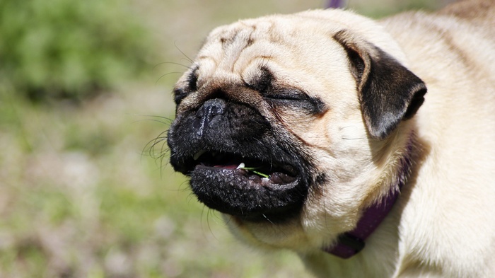 Pug dog with eyes closed eating grass