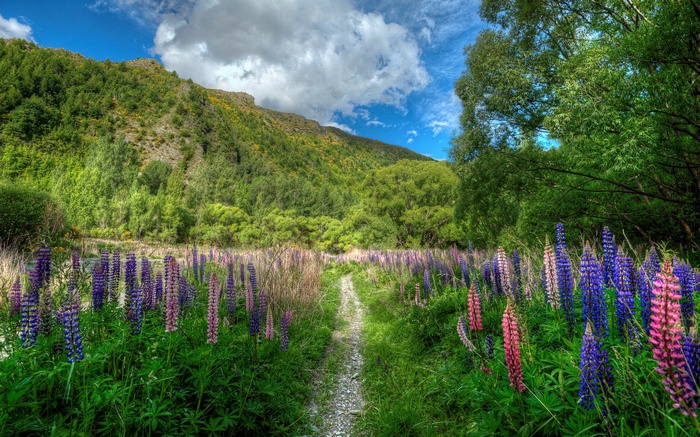Path through a field of lupines with mountains