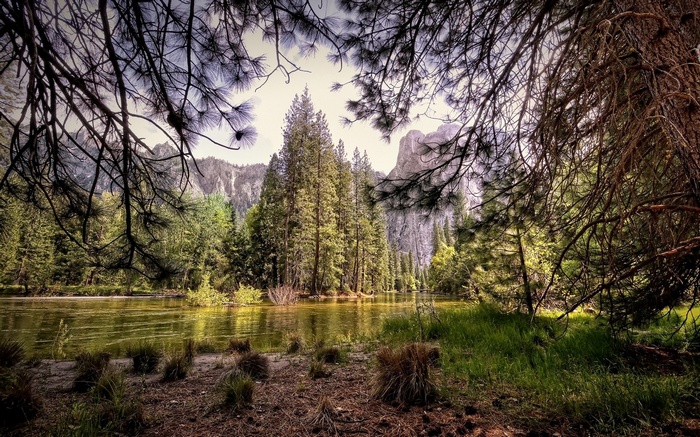 River and trees in Yosemite Valley