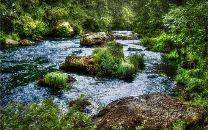 River flowing through a lush green forest with rocks