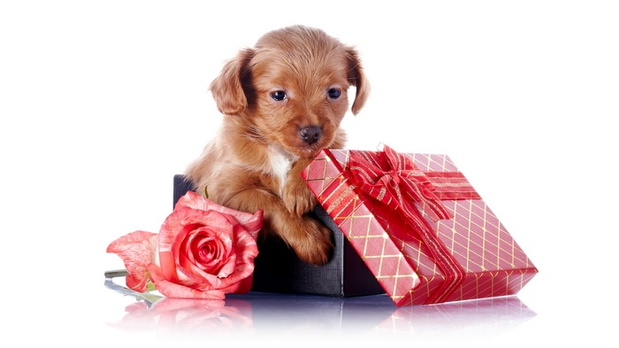 Puppy in a box with a rose and gift