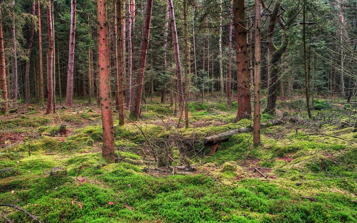 Forest floor covered in moss with tall trees