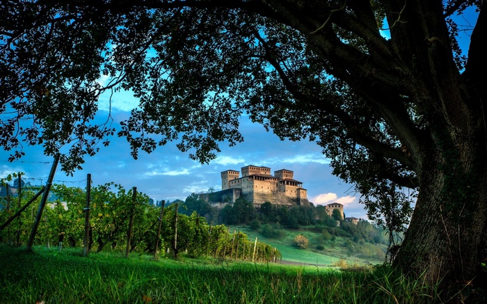 Castle on a hill with vineyard in foreground