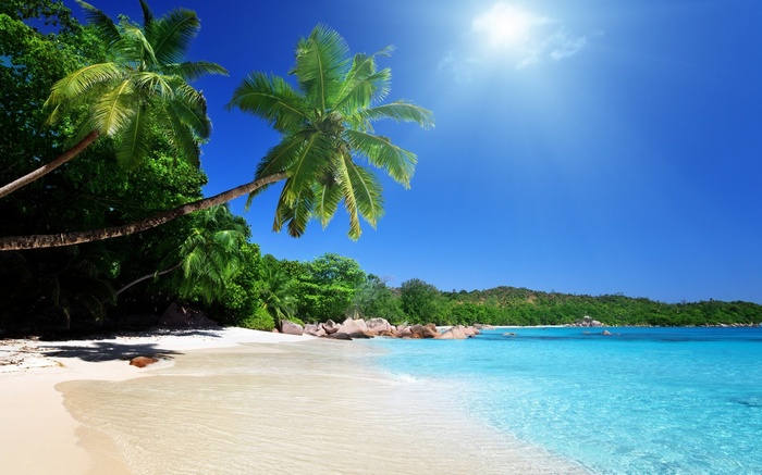 Tropical beach with palm trees and clear blue water