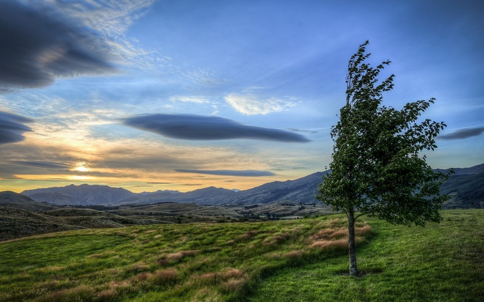 Lone tree on a grassy hill at sunset