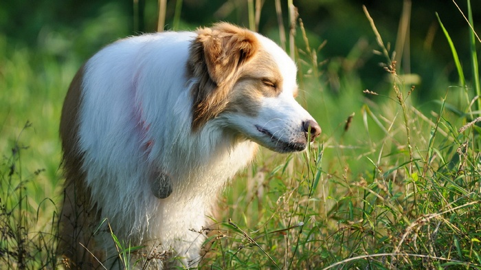 Dog with closed eyes in tall grass