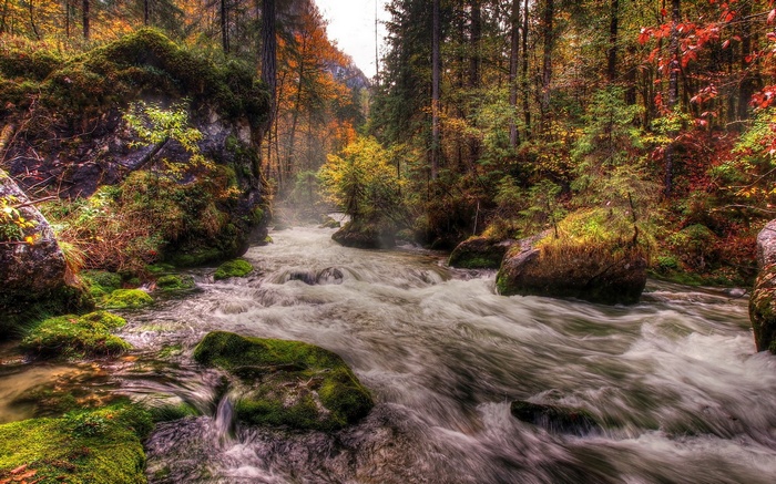 Autumn forest with a flowing river and mossy rocks