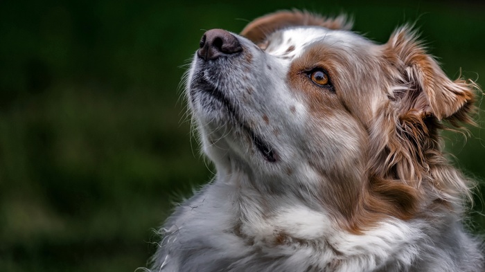 Close-up of a dog looking up