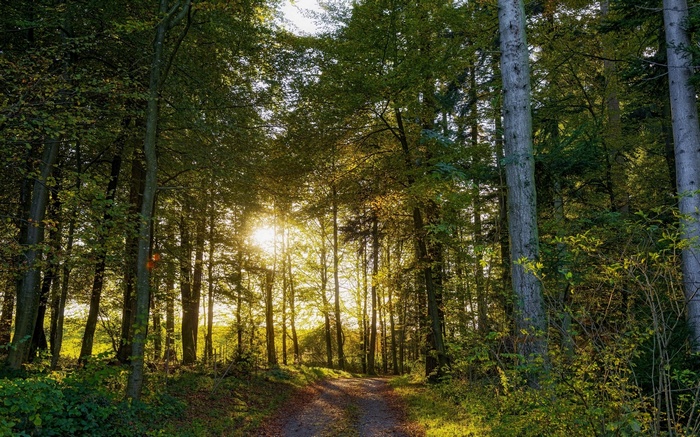 Sunlight filtering through trees onto a forest path