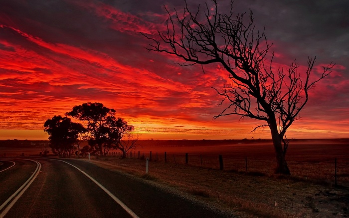 Road at sunset with silhouetted trees