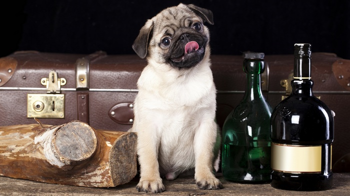 Pug puppy with vintage luggage and bottles