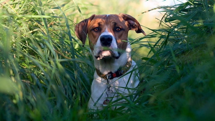 Dog in tall green grass
