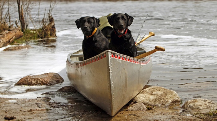 Two black labradors in a canoe with fishing rods