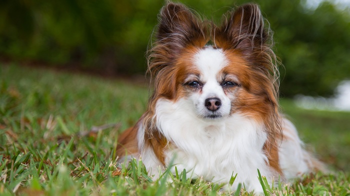Papillon dog lying on grass