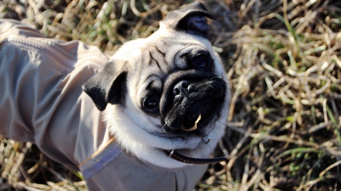 Pug wearing a tan coat outdoors