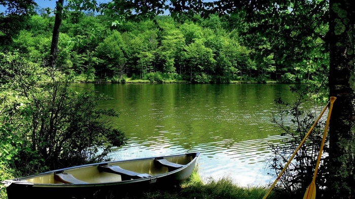 Canoe and paddles by a lake in a forest