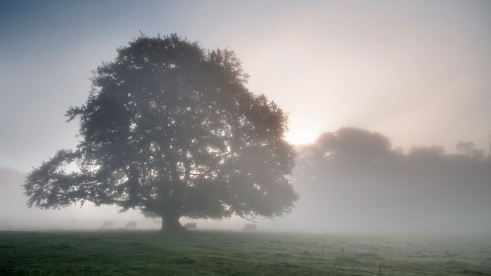 Misty morning with a large tree and cows