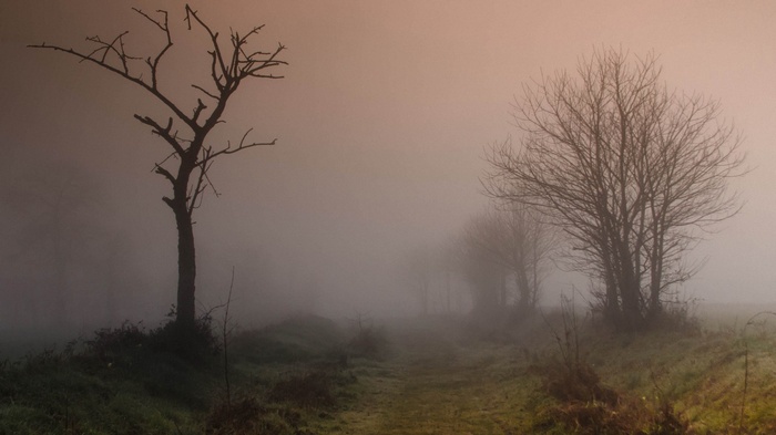Bare trees in fog along a path
