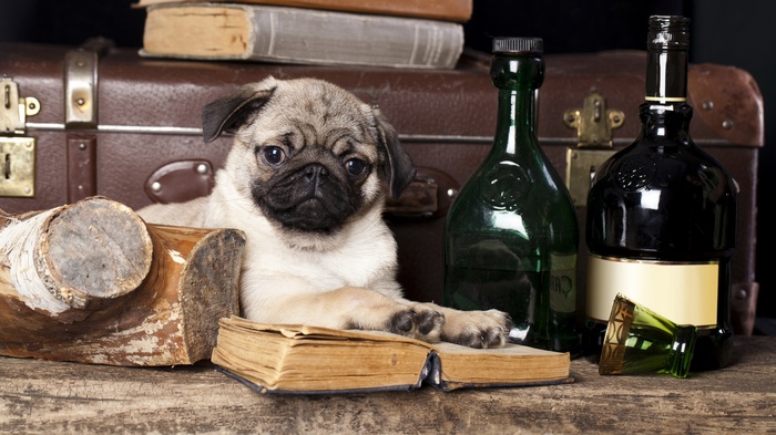 Pug puppy with books and bottles