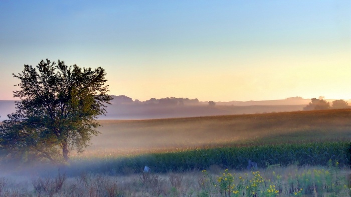 Misty field at sunrise with a lone tree