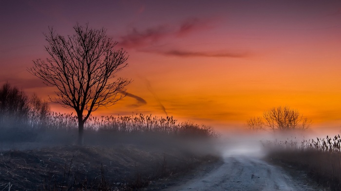 Bare tree on a foggy road at sunset