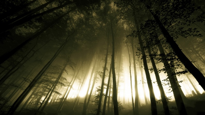Sunlight filtering through a foggy forest