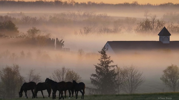 Horses grazing in a foggy field near a barn