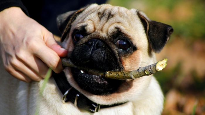 Pug dog holding a stick in its mouth
