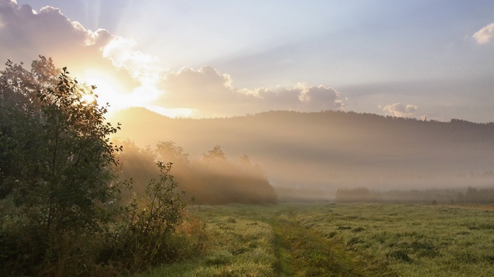 Sunbeams through mist over a grassy field and forest