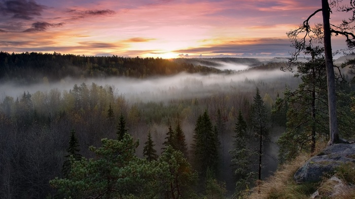 Misty forest valley at sunrise with colorful sky