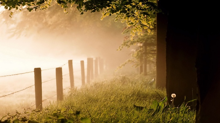 Foggy morning fence line with trees and grass
