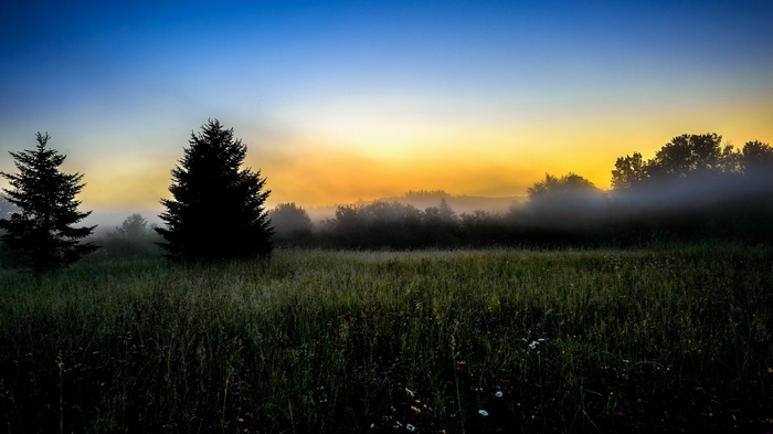 Misty sunrise over a field with trees