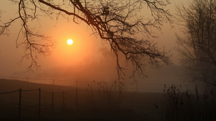 Misty sunrise over a field with bare trees