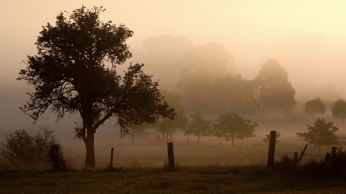 Misty morning landscape with silhouetted trees and fence