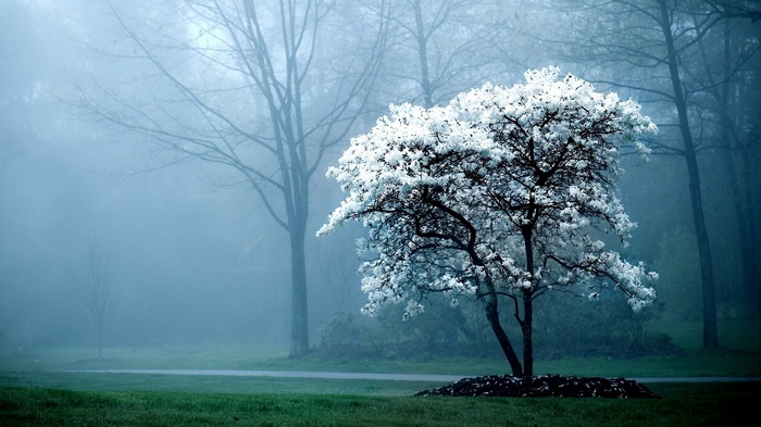 Tree with white blossoms in foggy forest