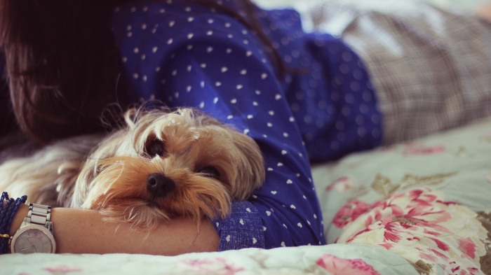 Yorkshire Terrier resting on a person's arm