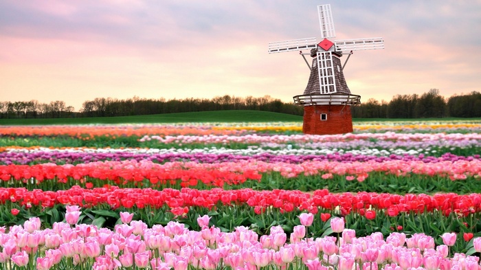 Tulip field with a Dutch windmill
