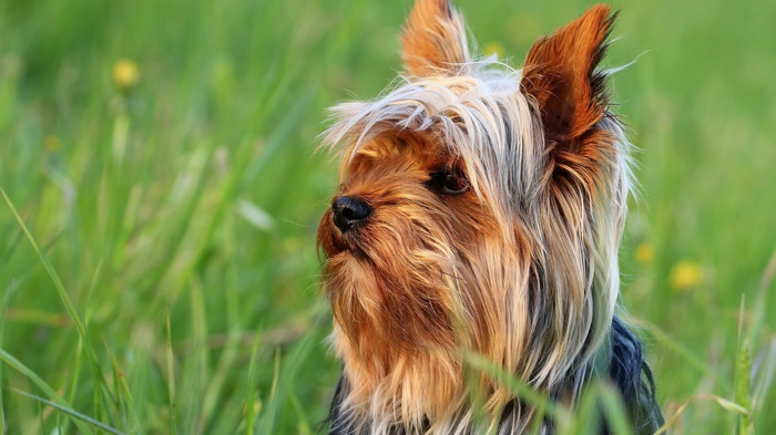 Yorkshire Terrier dog in green grass