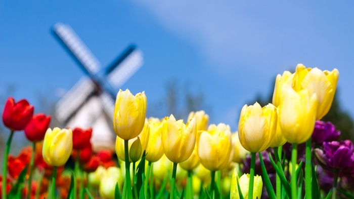 Yellow and red tulips with a windmill in the background