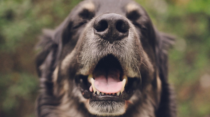 Close-up of a dog's open mouth and nose